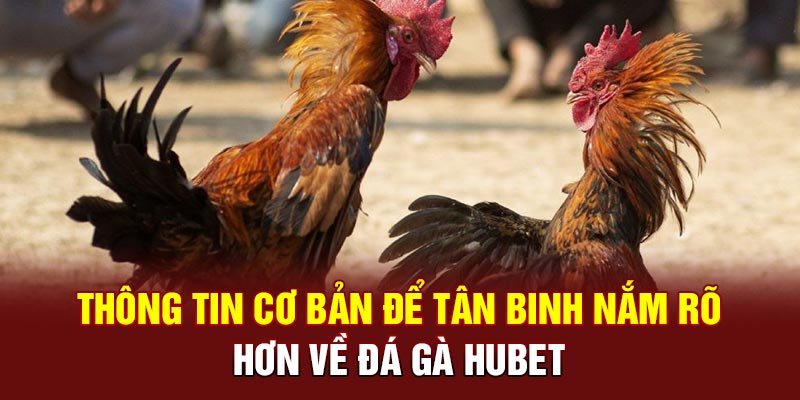 Thông tin cơ bản để tân binh nắm rõ hơn về đá gà HUBET